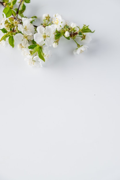 Cherry blossoms flowers on white surface. Space for text