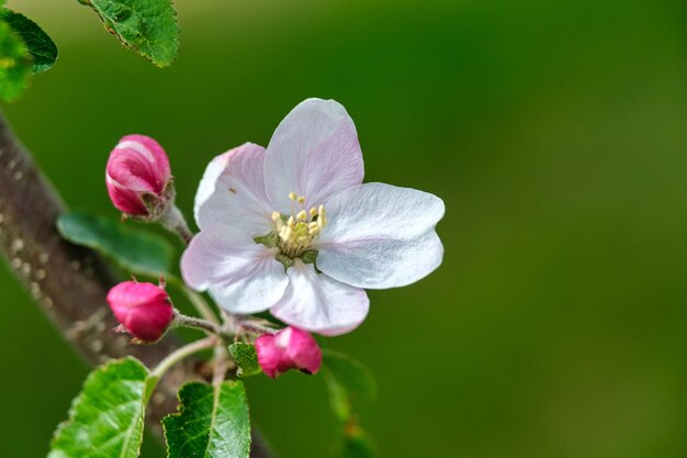 Photo cherry blossoms in full bloom a japanese spring scene pink and white flower