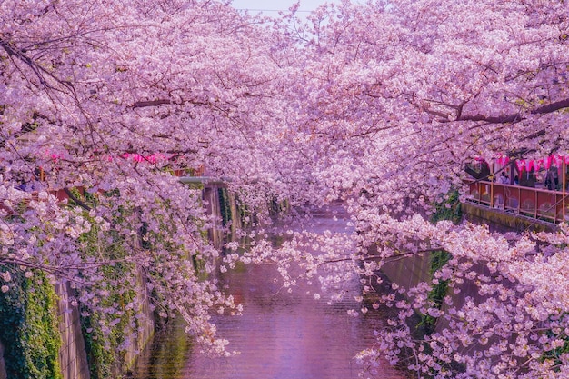 Photo cherry blossoms in full bloom in nakameguro