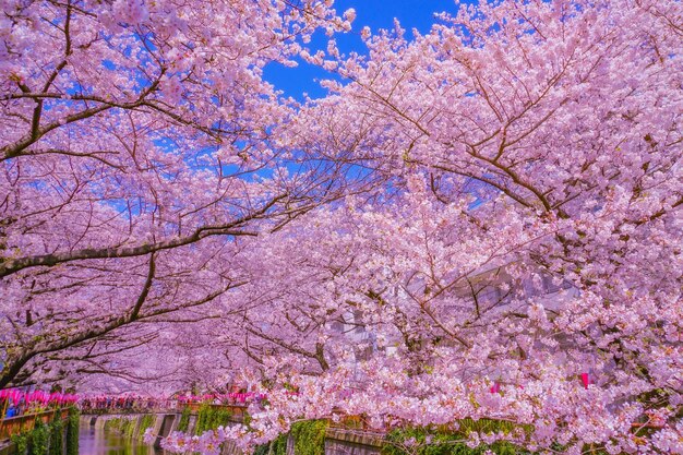 Cherry blossoms in full bloom in Nakameguro