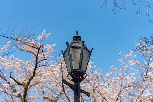 東京千代田区立公園周辺の春に満開の桜