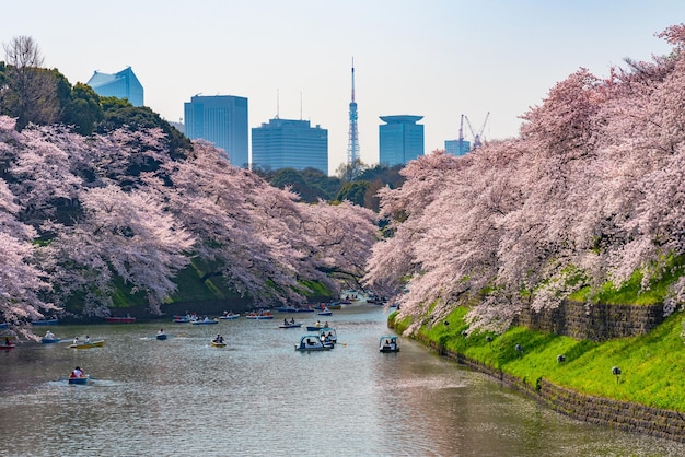 Cherry blossoms full bloom in spring season around Tokyo Chidorigafuchi park