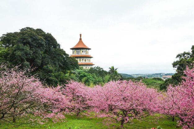 Cherry blossoms in full bloom