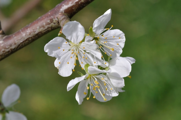 庭の桜