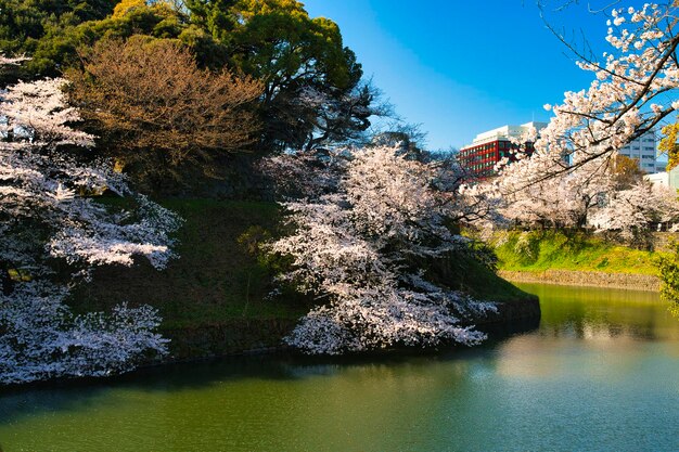 写真 チドリガフチ公園で桜がいています