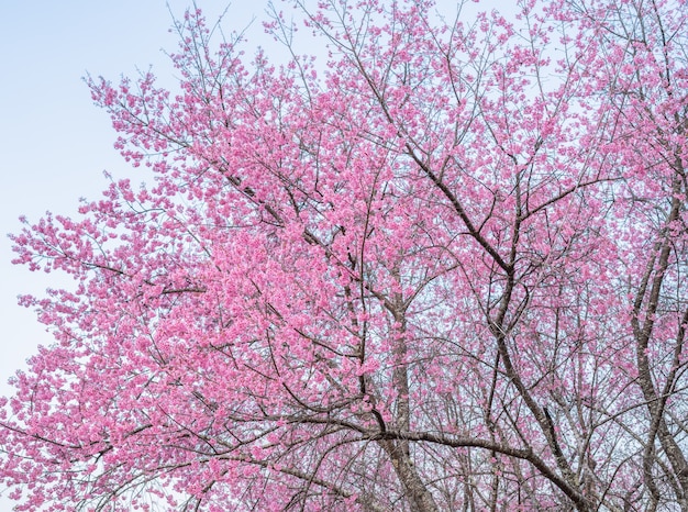 사진 태국의 벚꽃