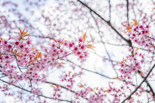 사진 태국의 벚꽃