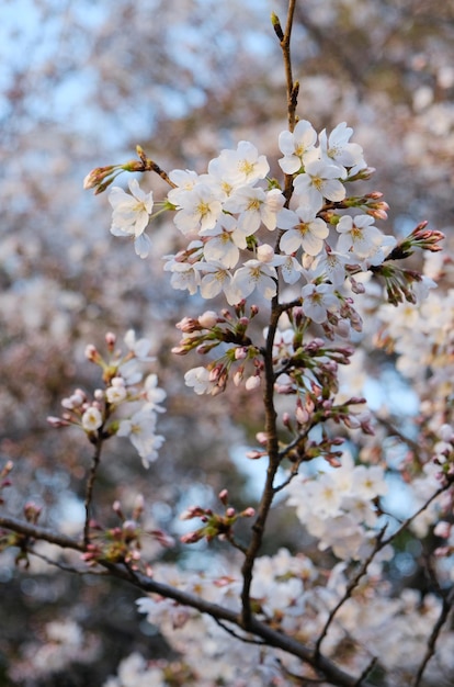 Cherry blossoms inn full bloom, Japan