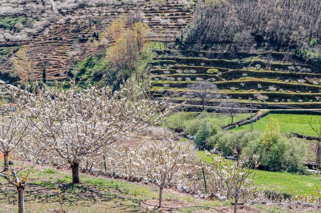 Photo cherry blossoms in the jerte valley spain