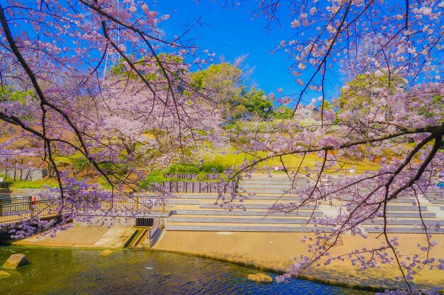 Cherry blossoms in Kishine Park