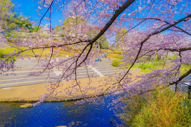 Cherry blossoms in Kishine Park