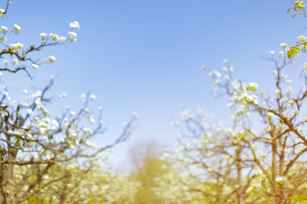 写真 木の桜