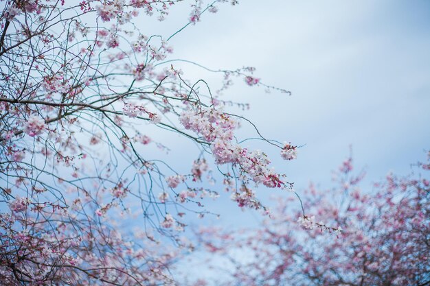 Cherry blossoms Park with pink flowers on the trees Spring