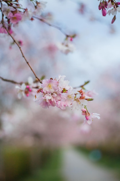Парк вишневого цвета с розовыми цветами на деревьях Весна