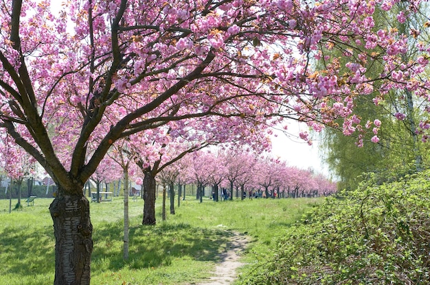 ドイツのテルトーベルリンにあるTVAsahiAlleyの桜ピンクの桜の木