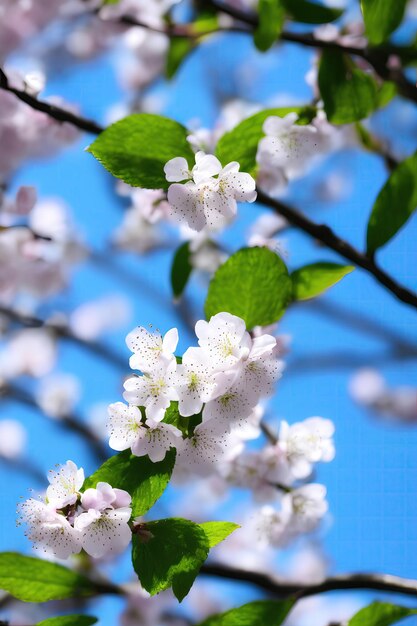 Cherry blossoms, sakura flower blooming