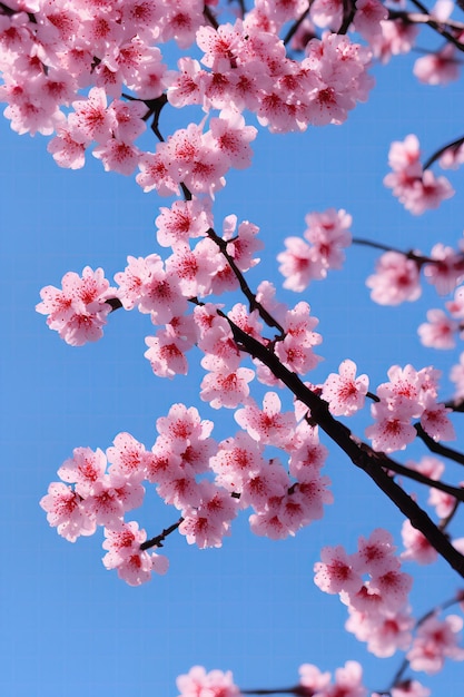 Photo cherry blossoms, sakura flower blooming