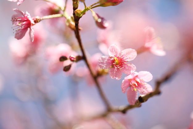 Cherry blossoms , sakura flower in close up