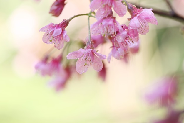 Cherry blossoms , sakura flower in close up