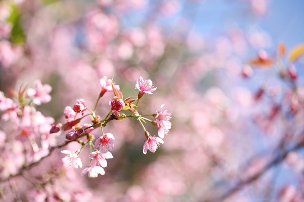 桜、桜の花のクローズアップ