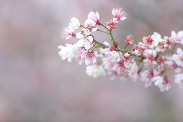 Вишни в цвету, цветок сакуры крупным планом