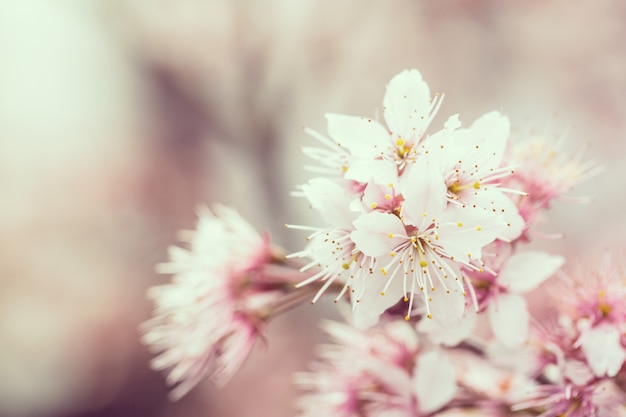 Cherry blossoms sakura in Japan