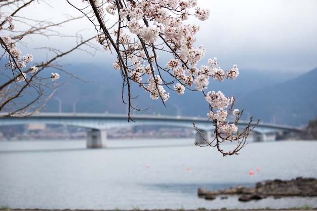 Cherry blossoms or Sakura at Kawaguchiko lake