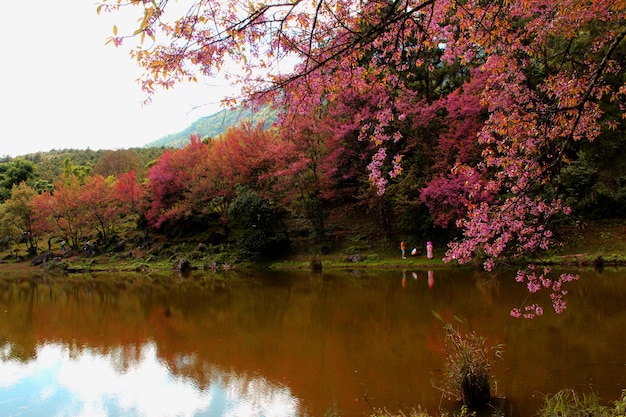 Cherry blossoms Sakura Thailand