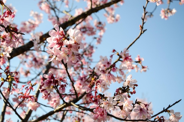 Cherry blossoms season