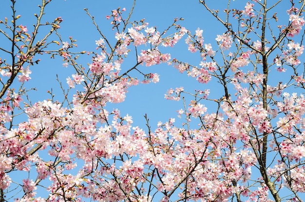 Cherry blossoms season