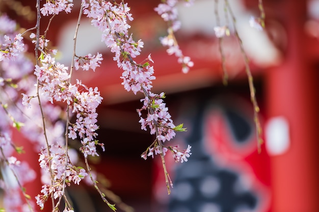 Cherry blossoms at Sensoji Temple, Tokyo, Japan