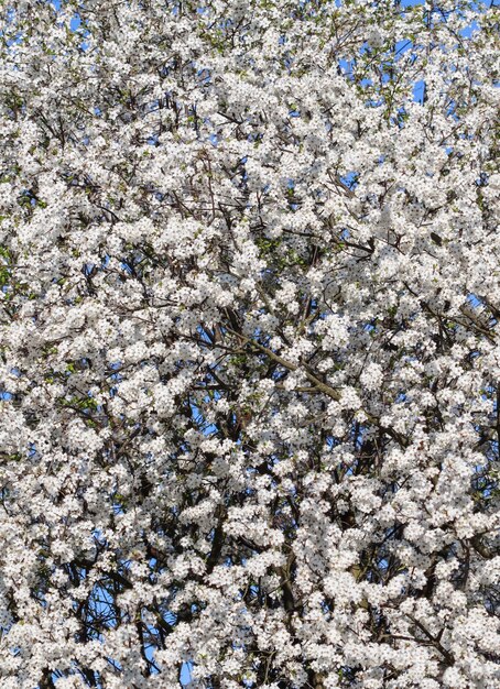 Cherry blossoms in spring beautiful white flowers