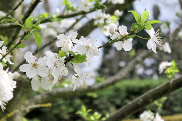 Fiori di ciliegio in primavera