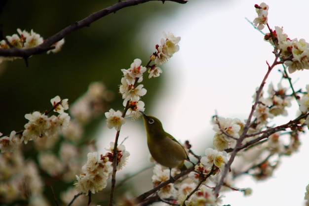 Photo cherry blossoms in spring