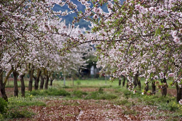 Photo cherry blossoms in spring