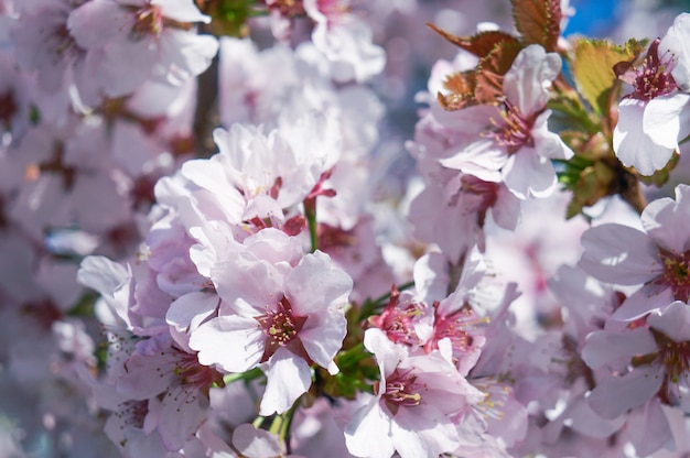 Cherry blossoms in the spring.