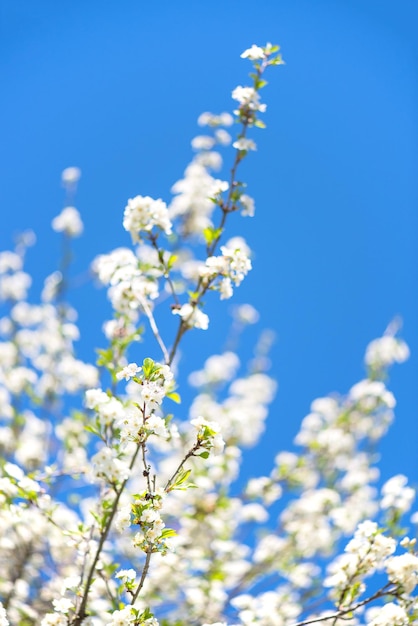 Cherry blossoms in spring