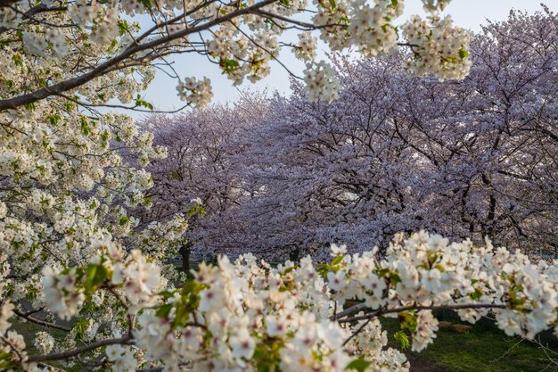 Cherry blossoms in the spring