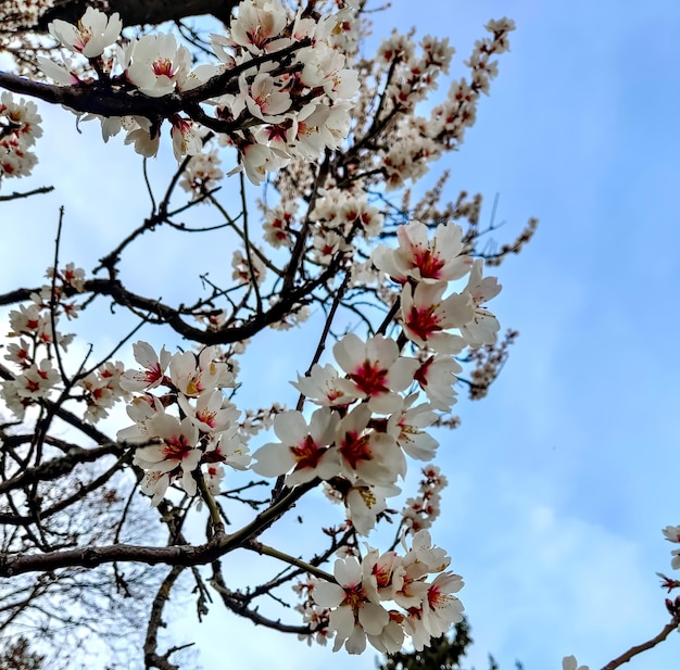 Cherry blossoms in springtime