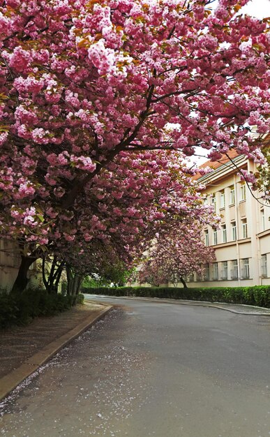 Cherry blossoms in the street