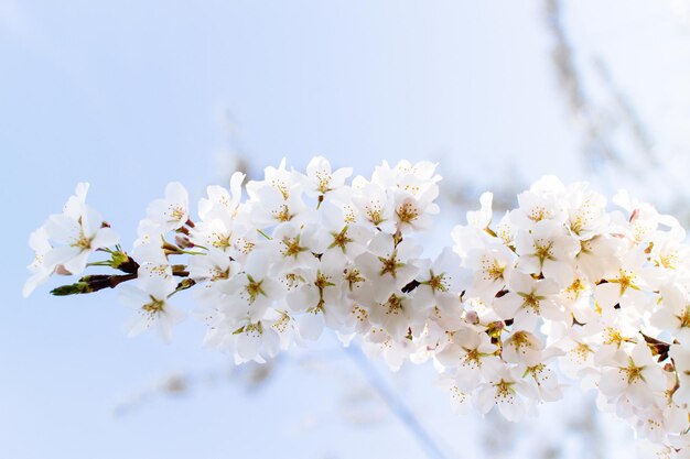 潮汐盆地の桜の花 ワシントンD.C.