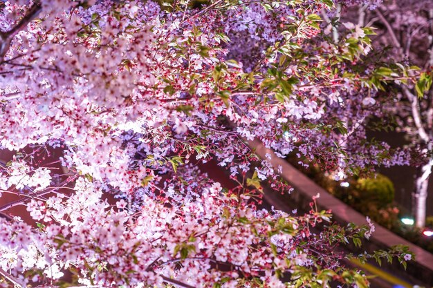 Photo cherry blossoms in tokyo midtown