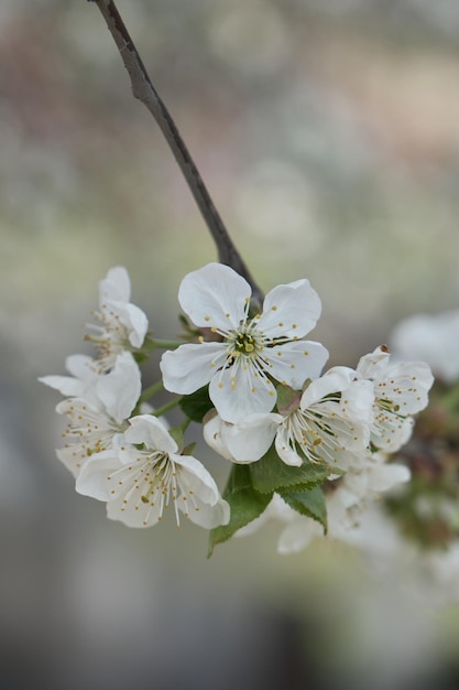 Fuoco selettivo dell'albero dei fiori di ciliegio