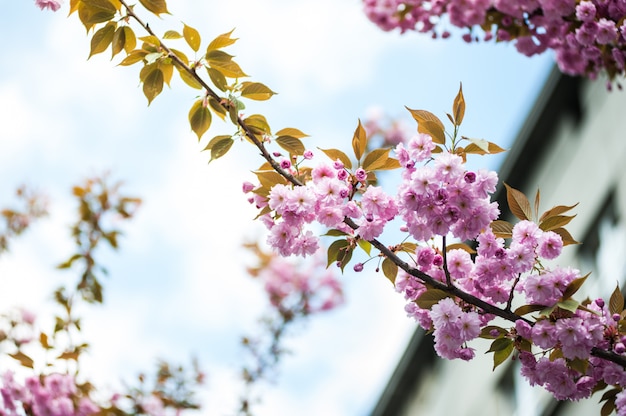 Cherry blossoms on a tree