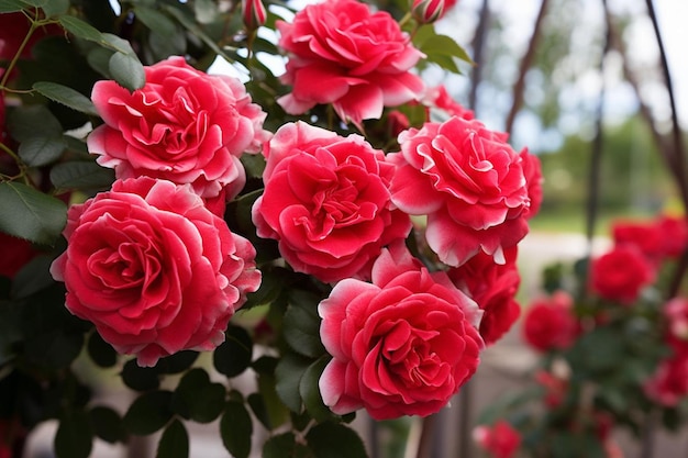 桜の花 鮮やかな赤いバラの満開 赤いローズのイメージ写真