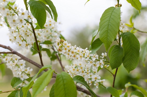 晴れた日の春の白い花びらと桜の選択的な焦点