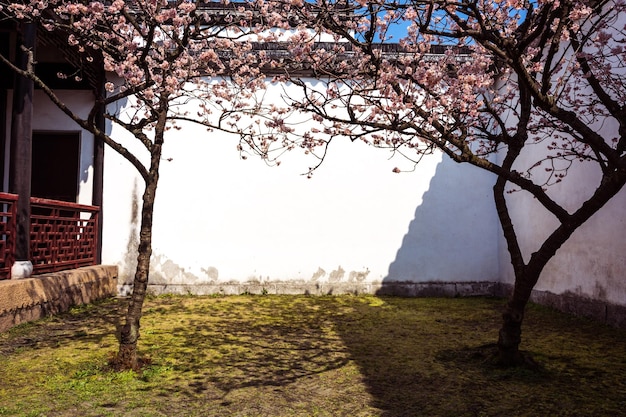 Cherry blossoms in the yard