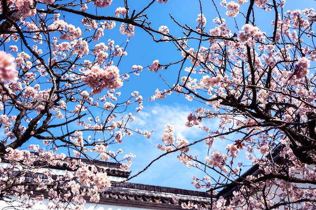 Cherry blossoms in the yard