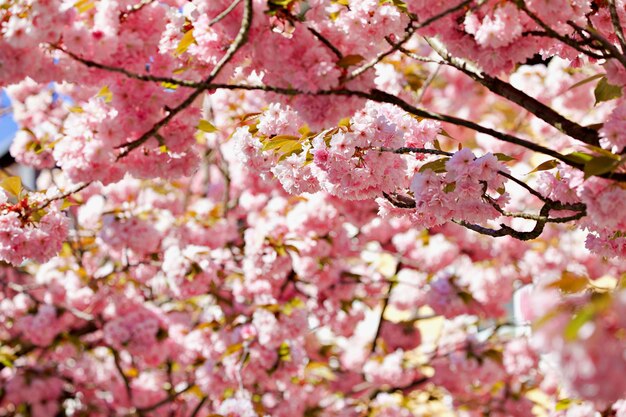 写真 桜の花