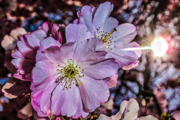 Cherry blossoms